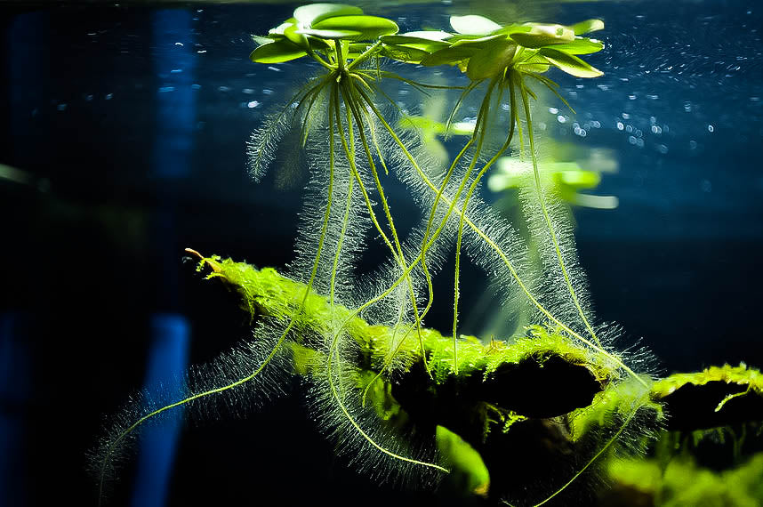 Frogbit – Floating Plant (Set of 8)