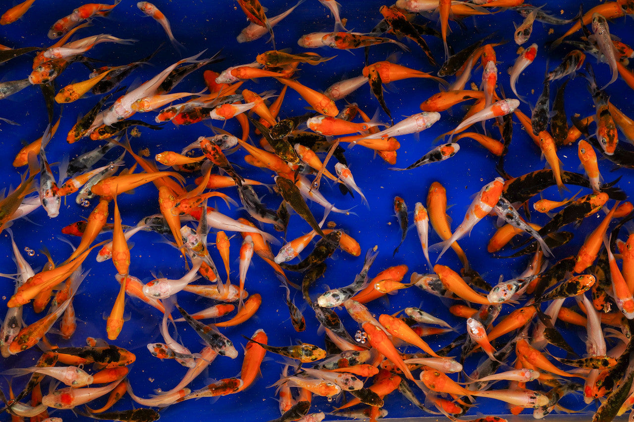 Gosanke - Peanut Size/Baby Koi 1in - 2in
