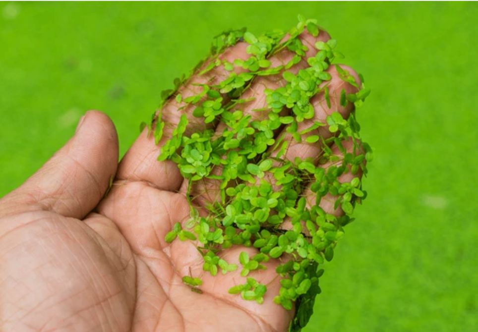 Duckweed - Floating Plant