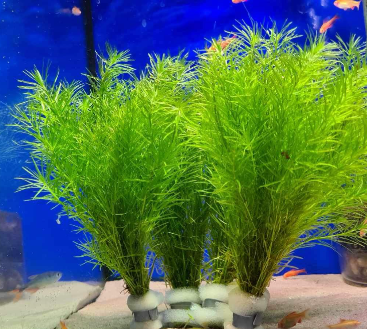 Guppy Grass – Submerged Plant (Small Ziplock Bag Full) – Killer Aquatic