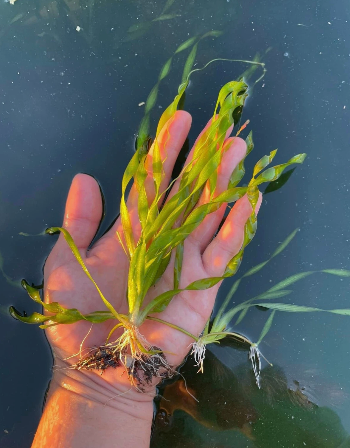 Corkscrew Jungle Val – Submerged Plant (Set of 10)