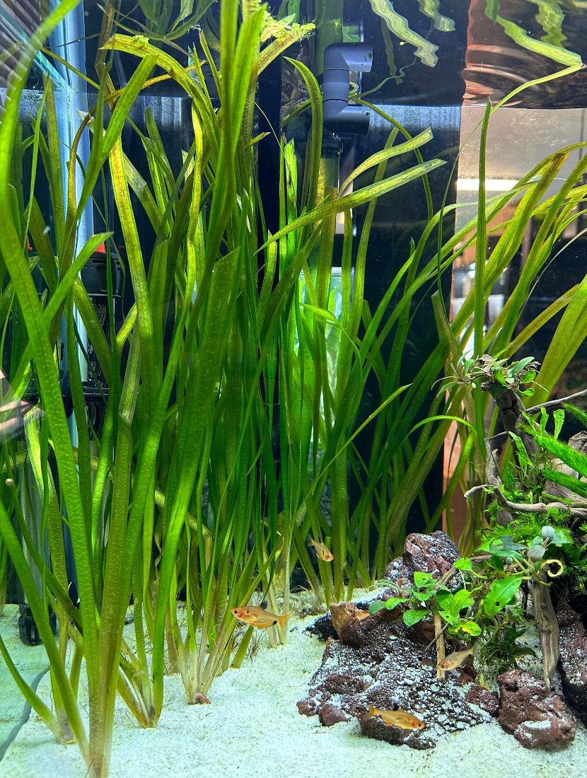 Common Jungle Val – Submerged Plant (Set of 10)