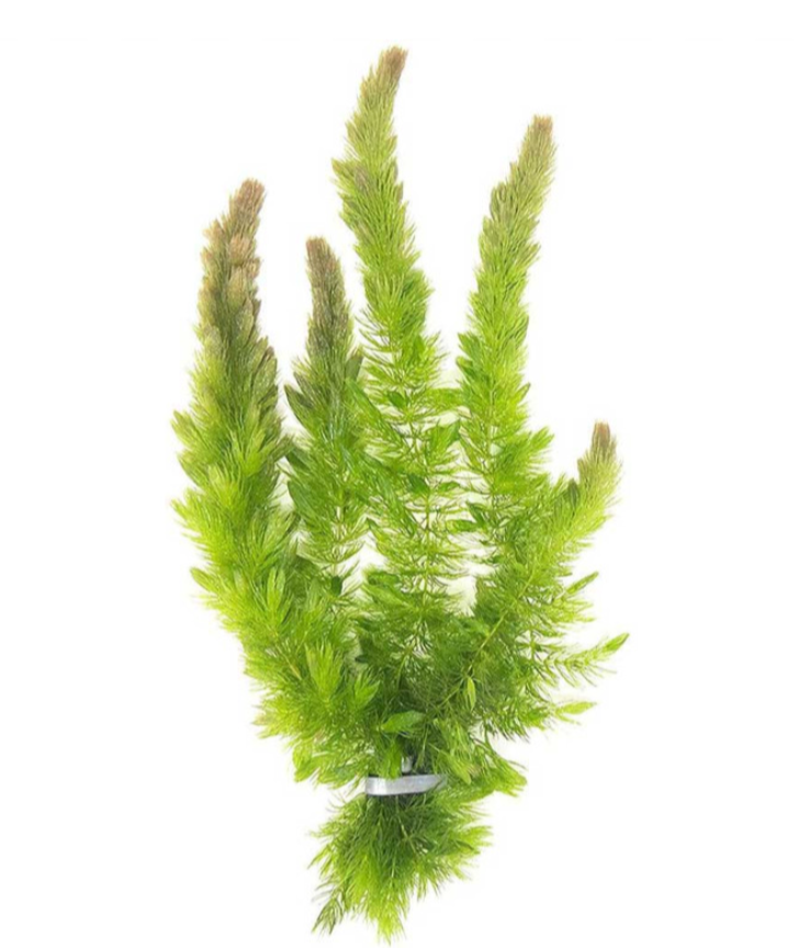 Hornwort – Submerged Plant (Small Ziplock Bag Full)