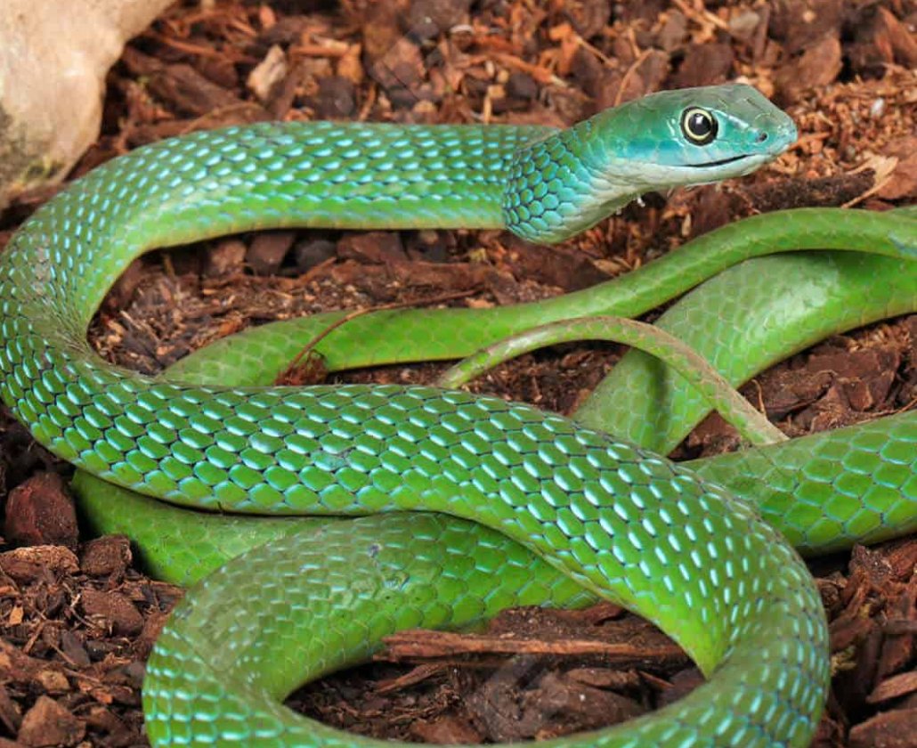 Green African Bush Snake