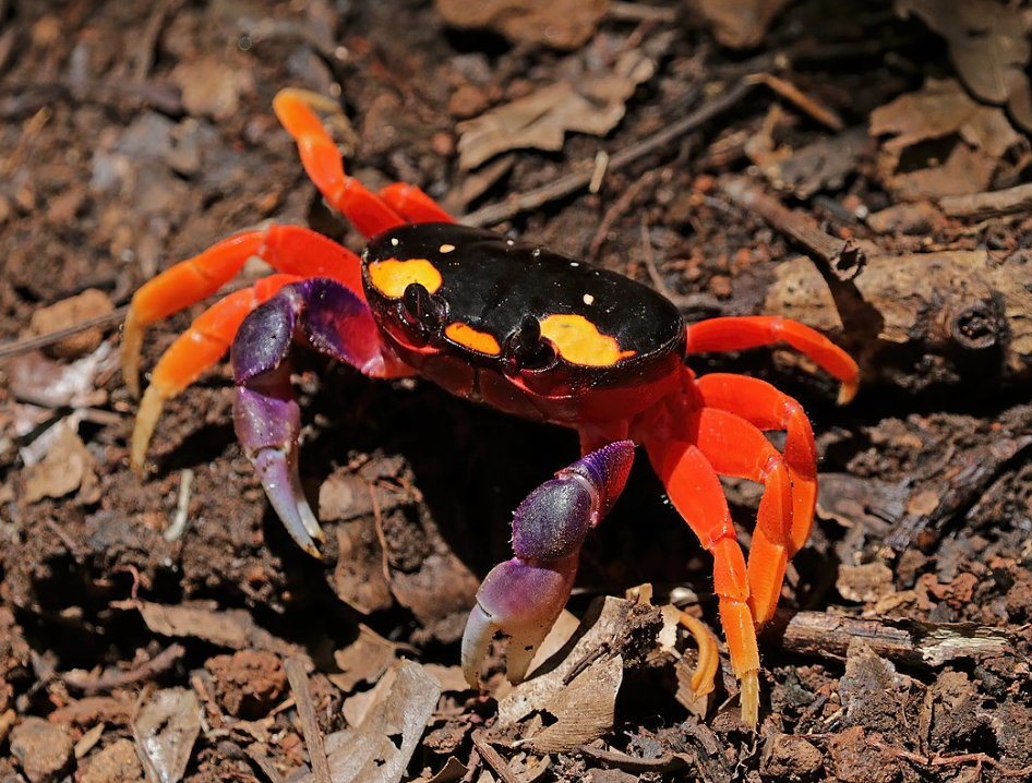 Moon Crab (Cardisoma armatum)