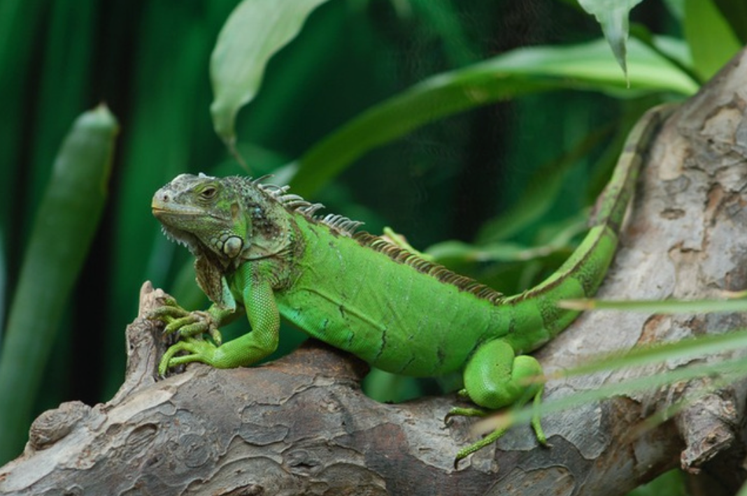 Green Iguana - Large 3ft - 4ft