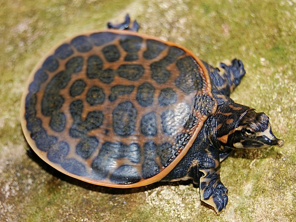 Florida Softshell Turtle - Small/Baby Turtle