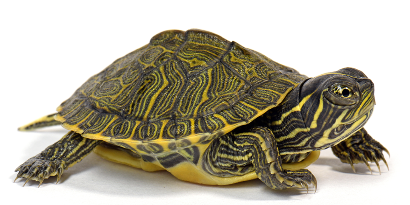 Peninsula Cooter Turtle - Small/Baby Turtle