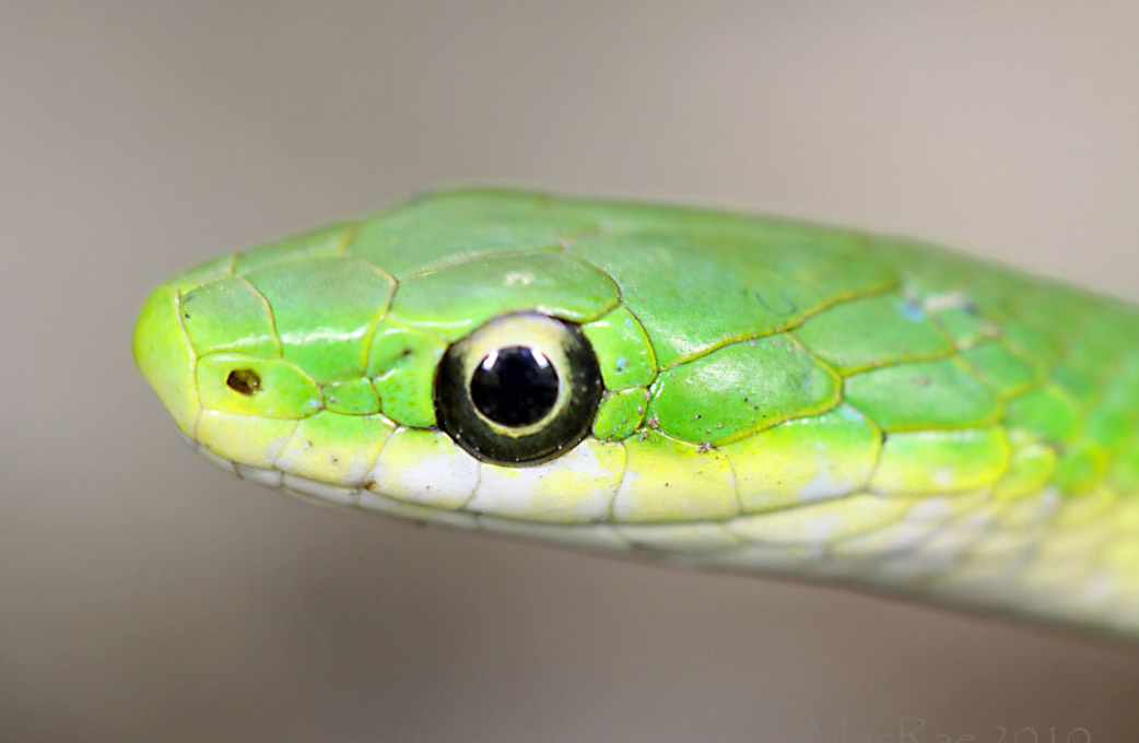 Rough Green Snake - Young/Small