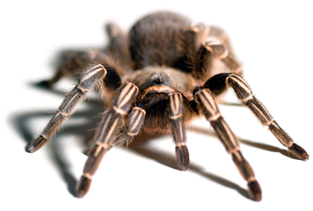 Stripe Knee Tarantula (Aphonopelma seemanni)