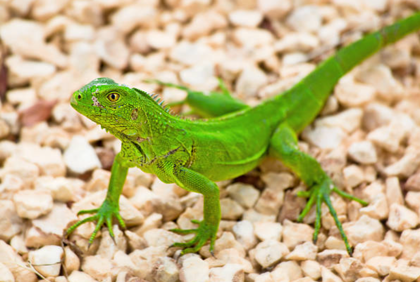 Green Iguana - Small 1ft - 3ft
