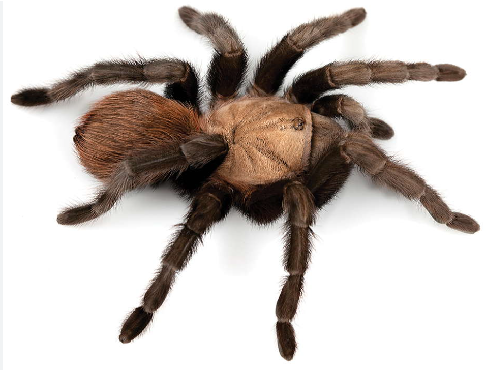 Texas Brown Tarantula (Aphonopelma hentzi)