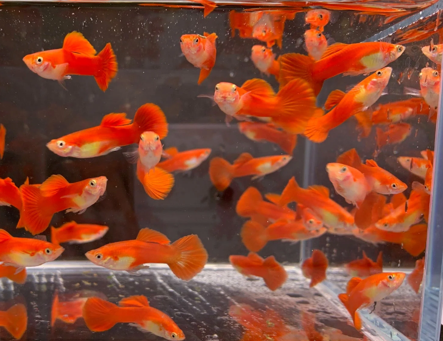 Freshwater Fish