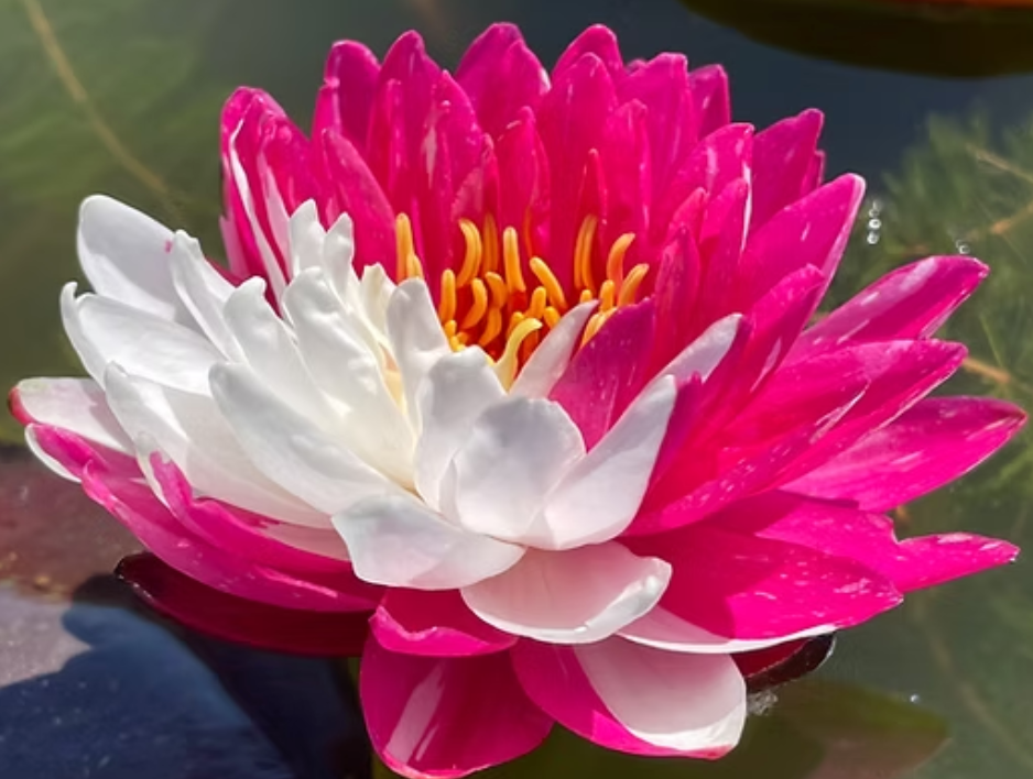 Pond Plants