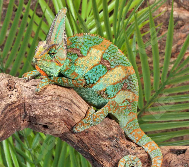 Popular Reptile Species