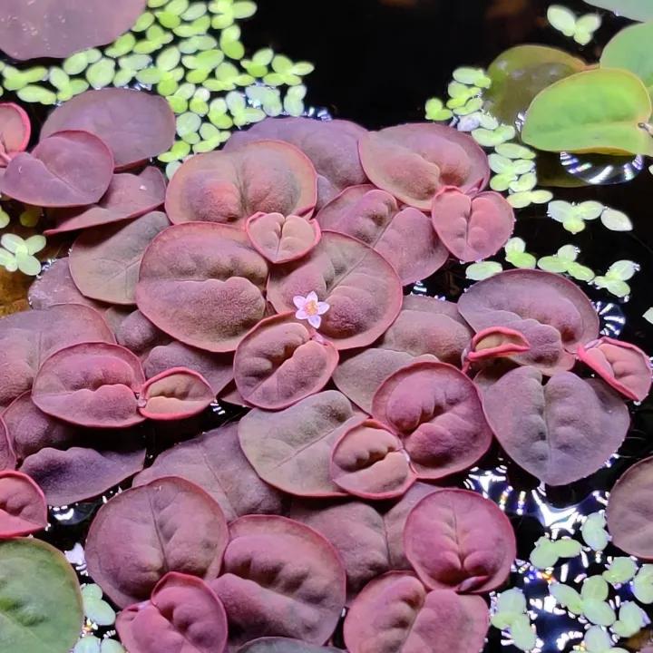 Red Root Floater
