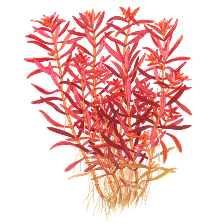 Rotala Rotundifolia “Red” – Submerged/Stem Plant