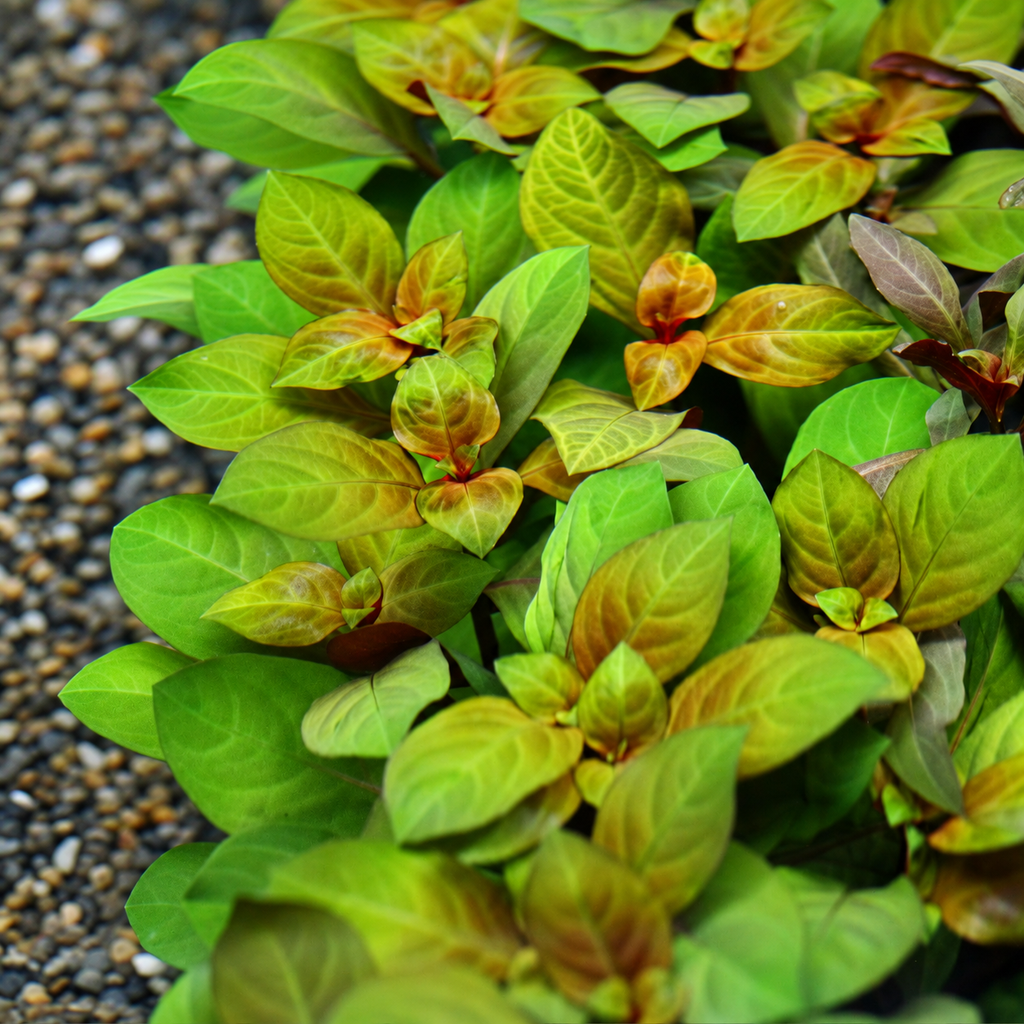 Ludwigia Repens "Rubin"