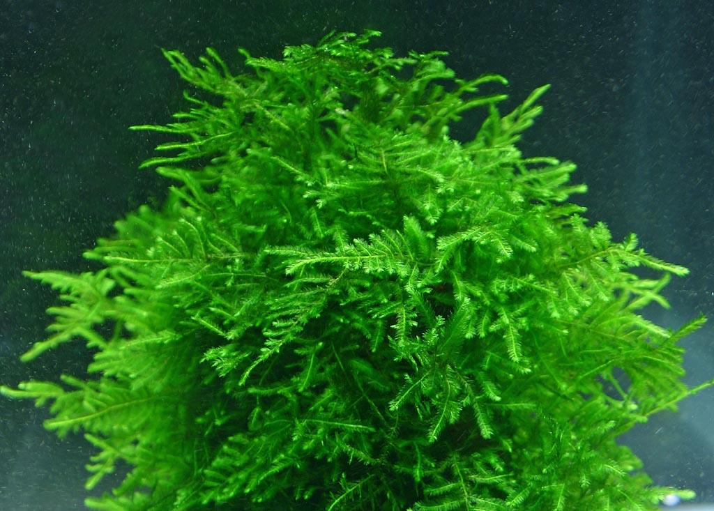 Peacock Moss