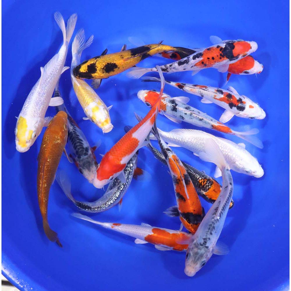 Premium Koi 6-7″