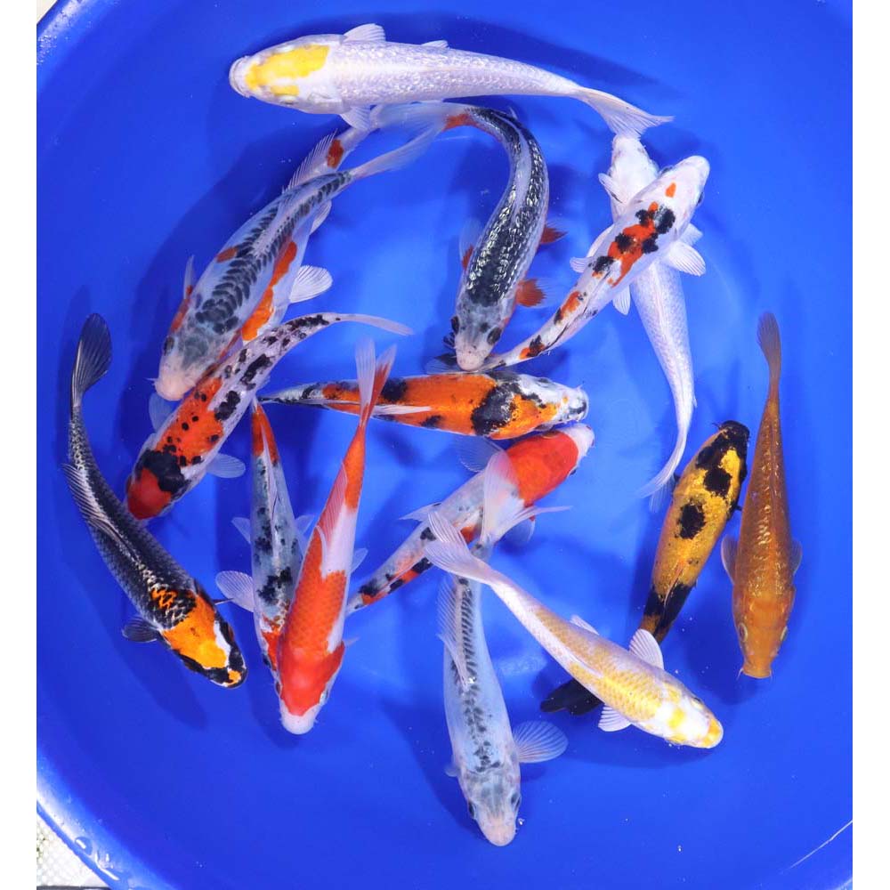 Premium Koi 6-7″