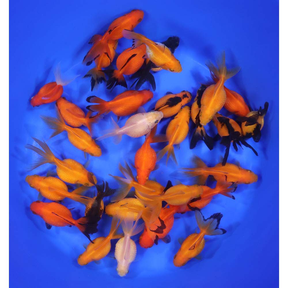 Pearlscale Goldfish