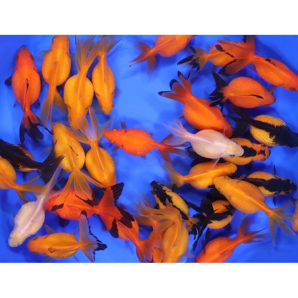Pearlscale Goldfish