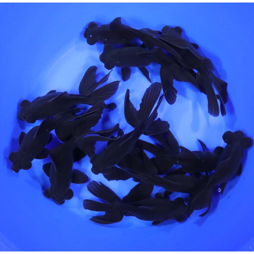 Black Moor Goldfish