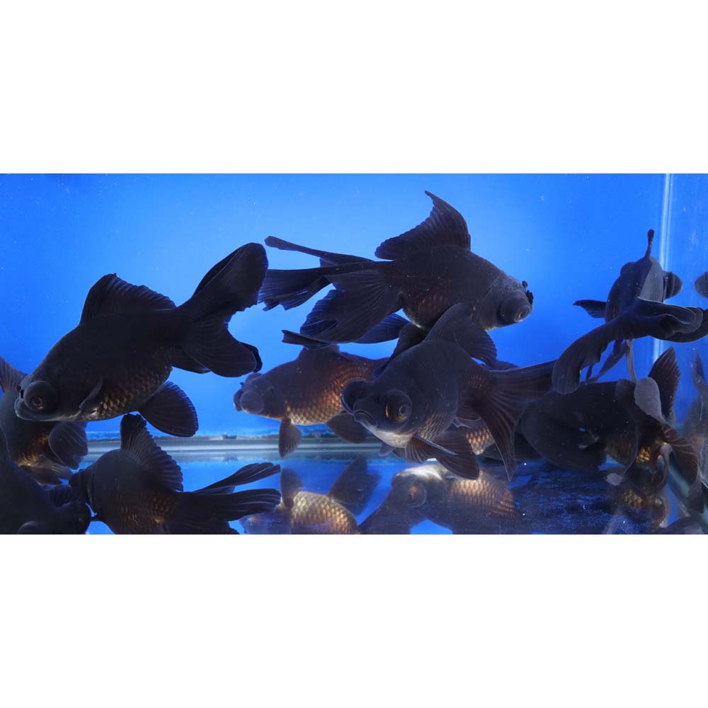 Black Moor Goldfish