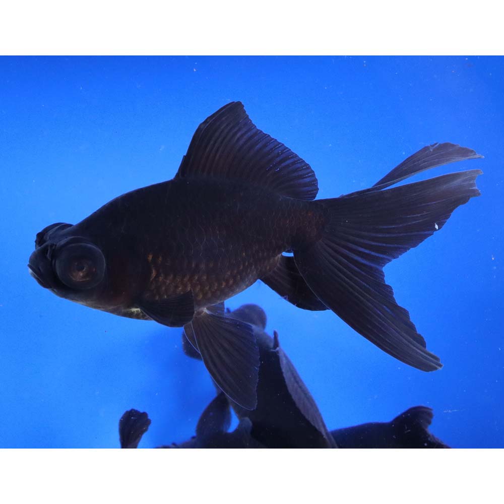 Black Moor Goldfish