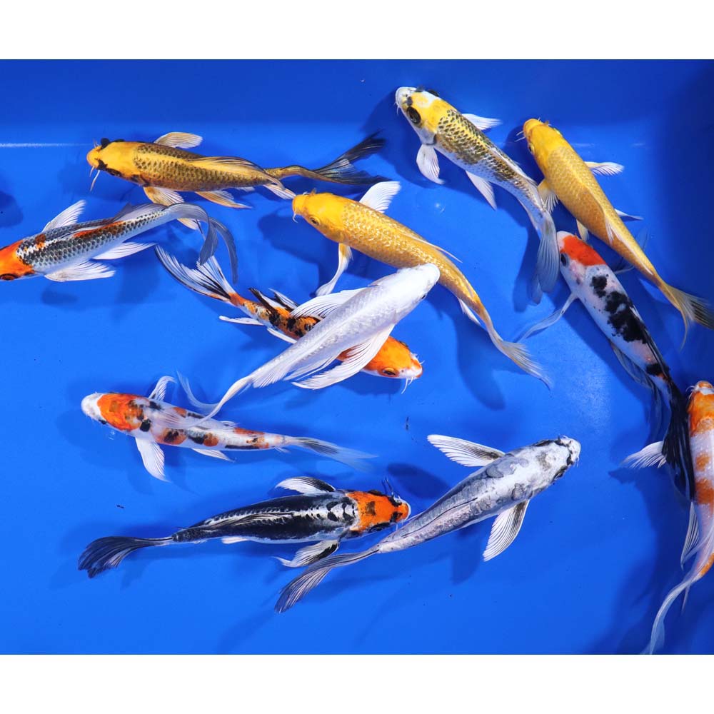 Premium Butterfly Koi 6-7″