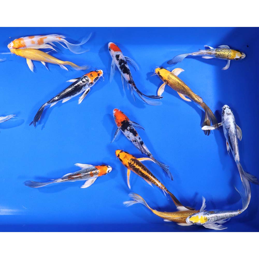 Premium Butterfly Koi 6-7″