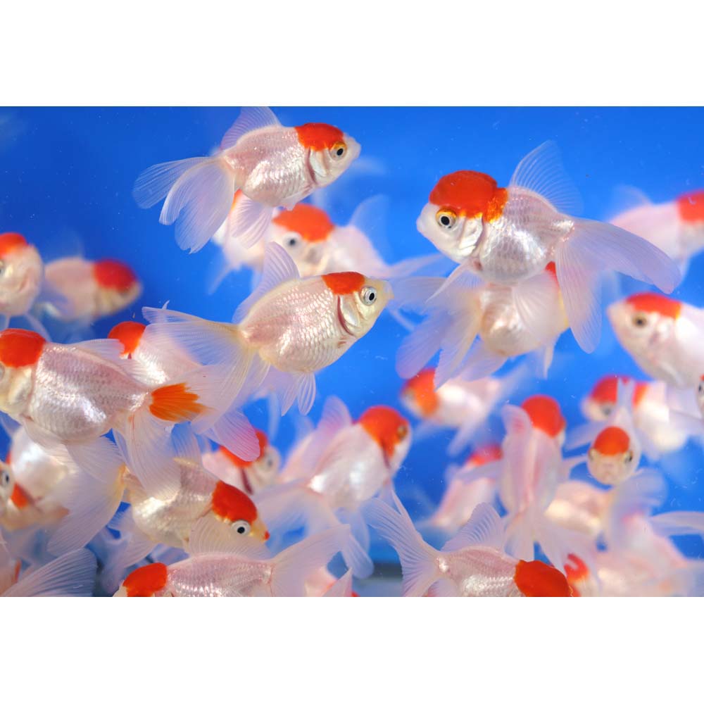 Red Cap Oranda Goldfish
