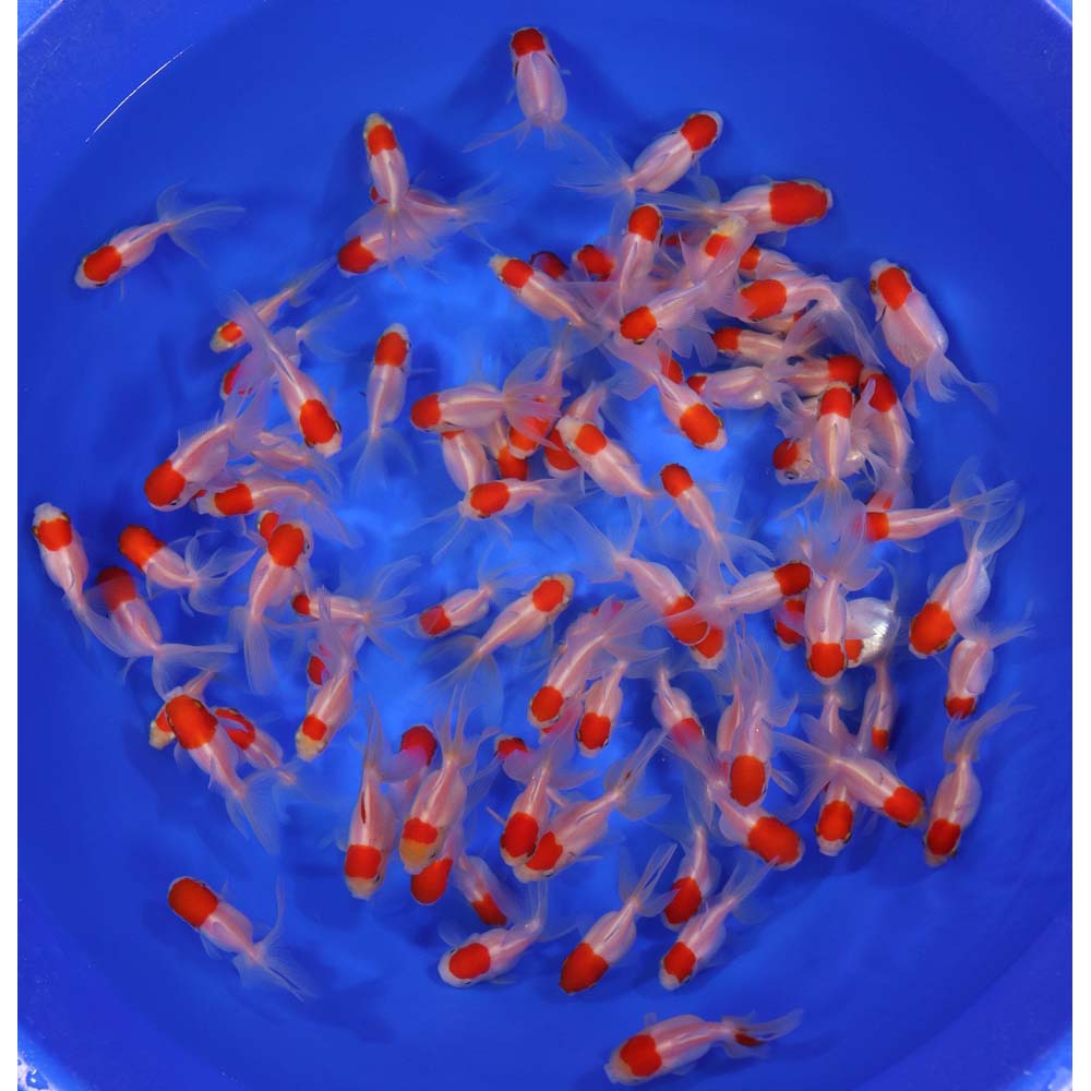 Red Cap Oranda Goldfish