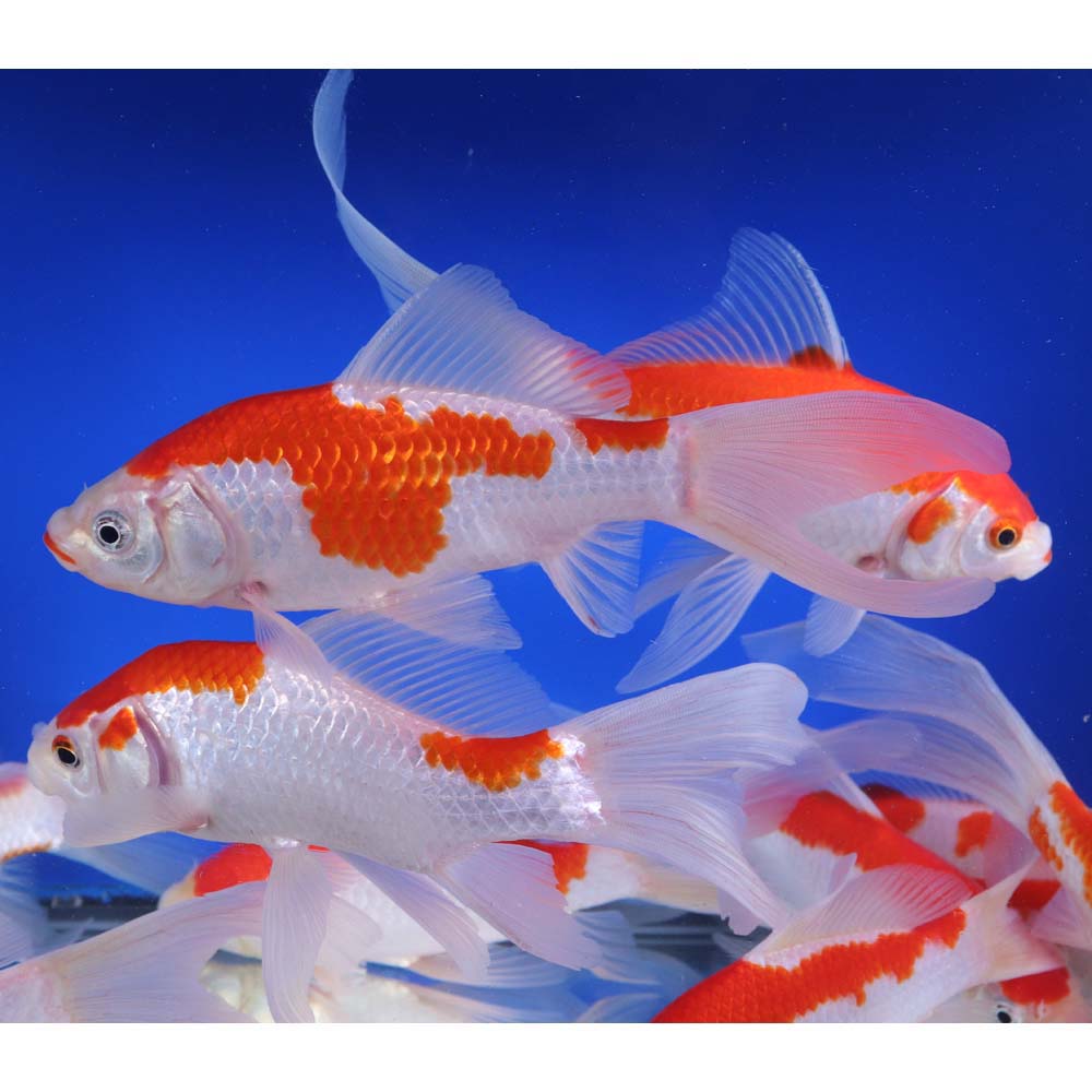 Sarasa Goldfish - Red & White