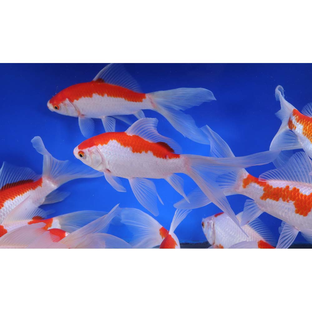 Sarasa Goldfish - Red & White