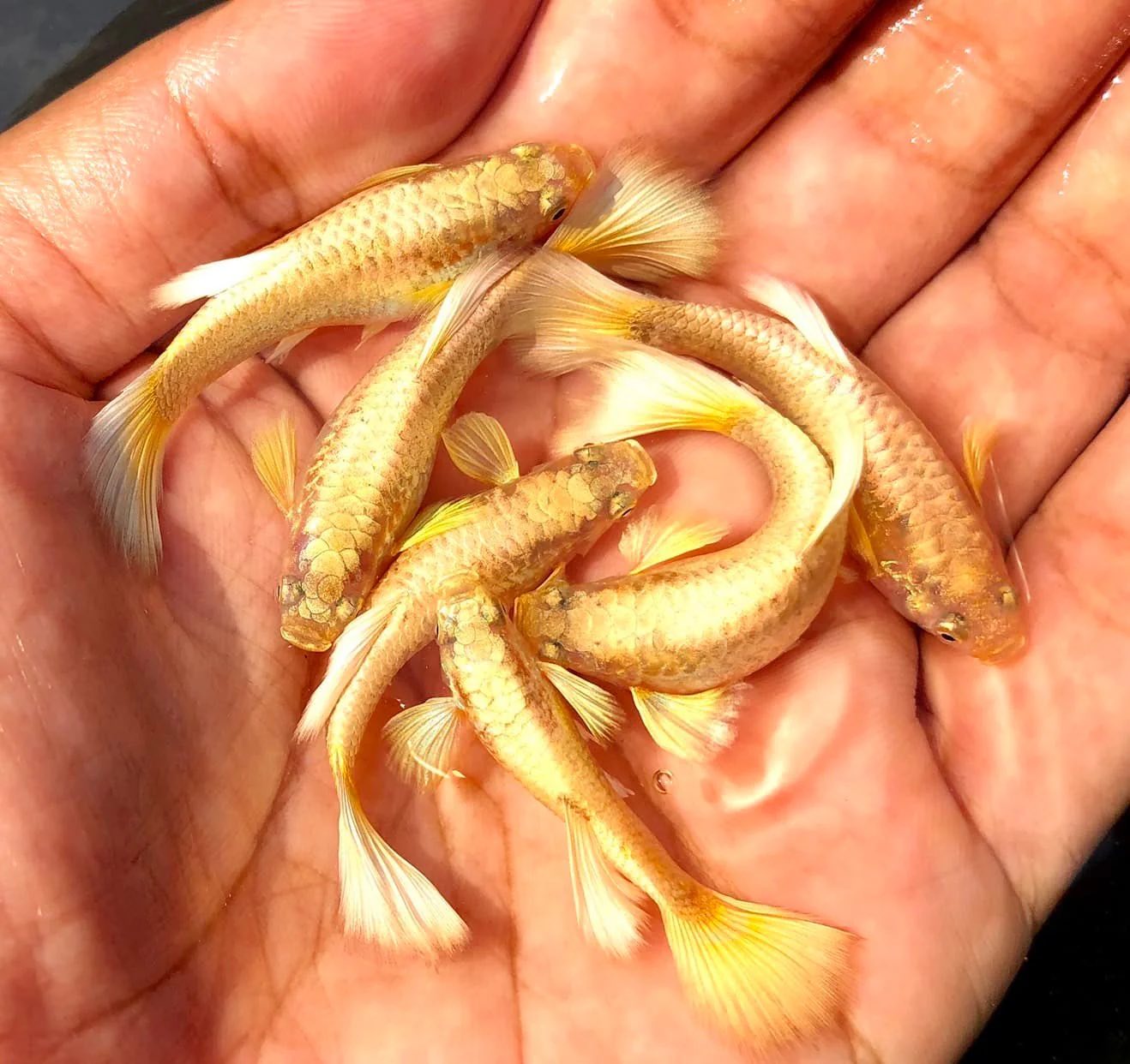 Full Gold 24k Guppies with Ribbons