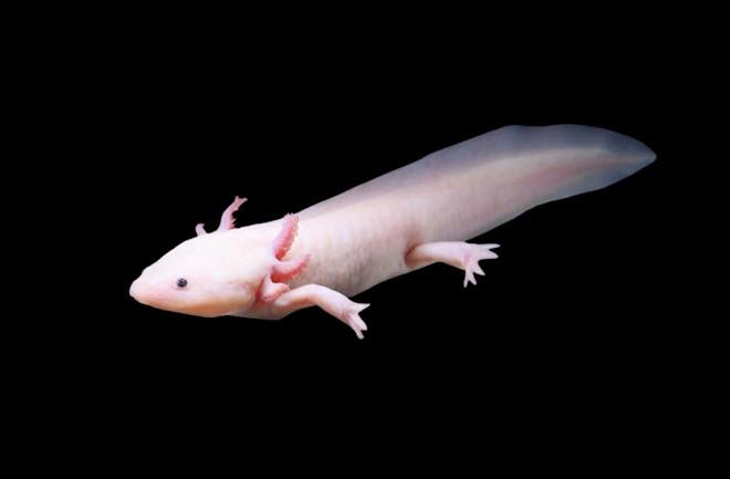 Axolotl (White Body Types)