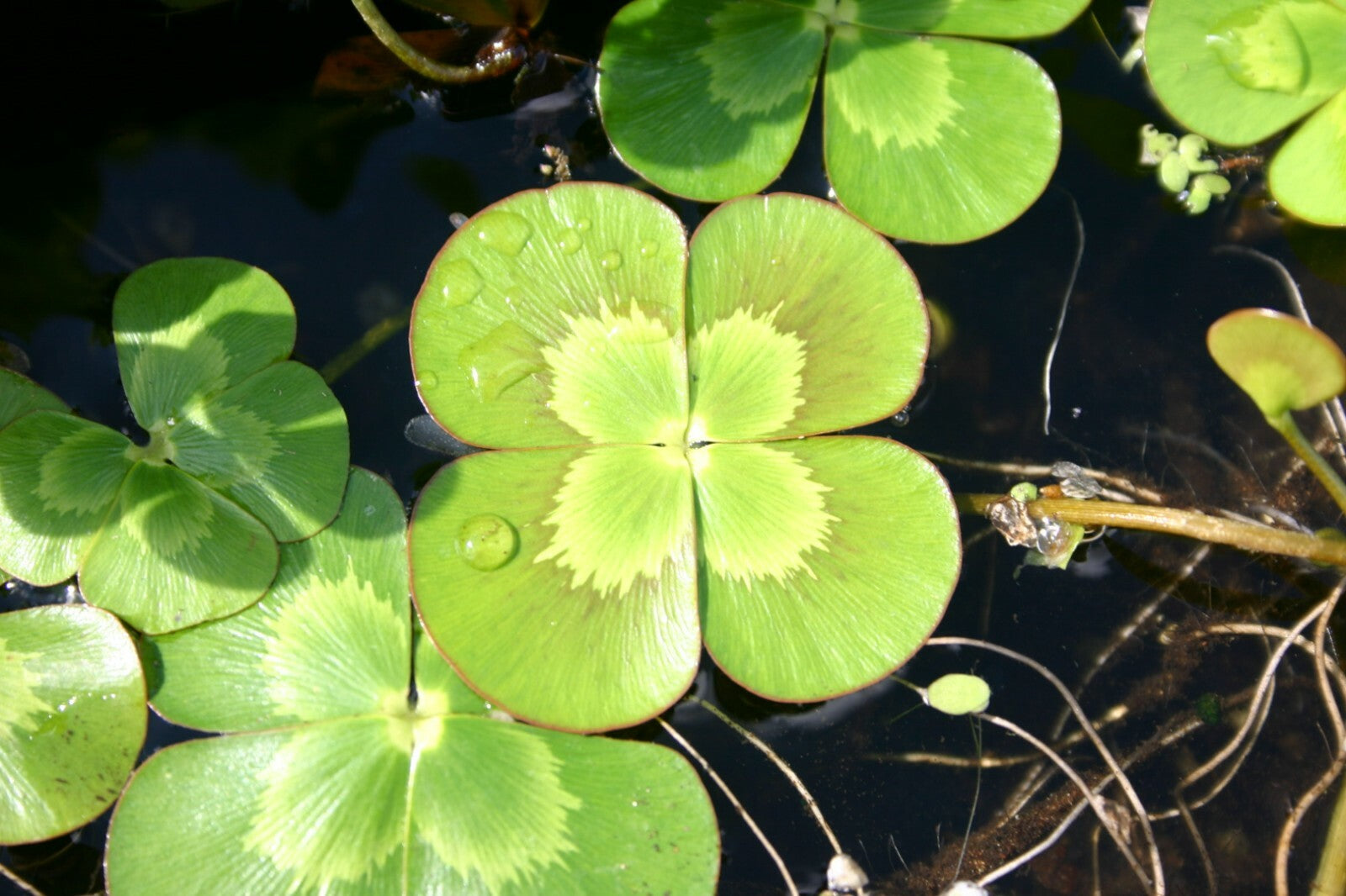 Variegated Four Leaf Clover – Marginal Plant/Surface Floating