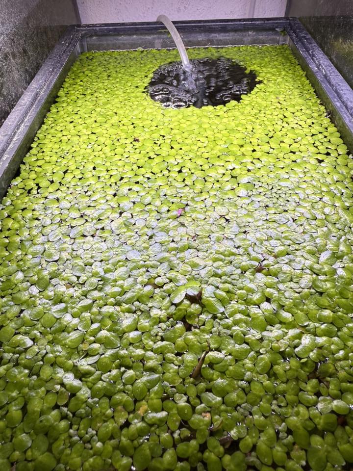 Jurassic Duckweed (Giant Duckweed)