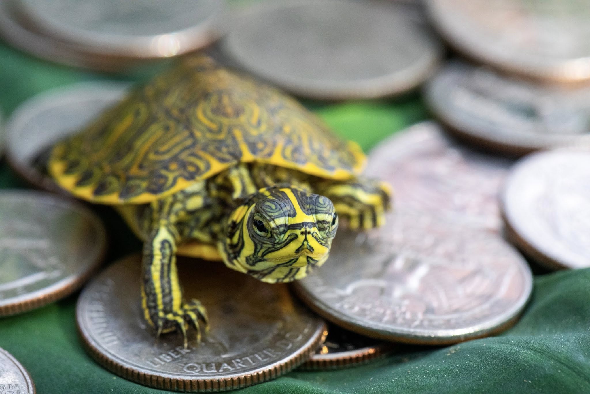 Yellow-Bellied Slider