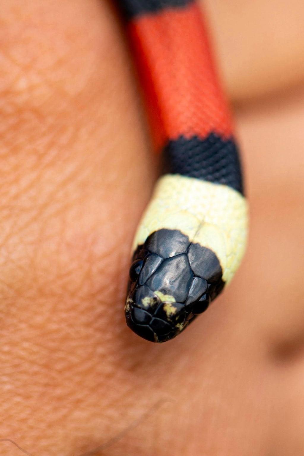 Pueblan Milk Snake