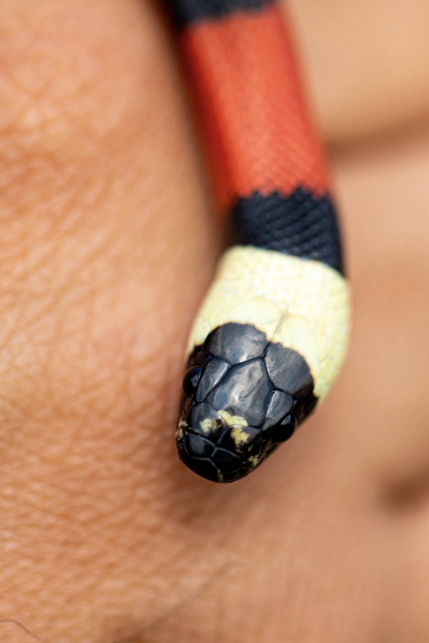 Pueblan Milk Snake