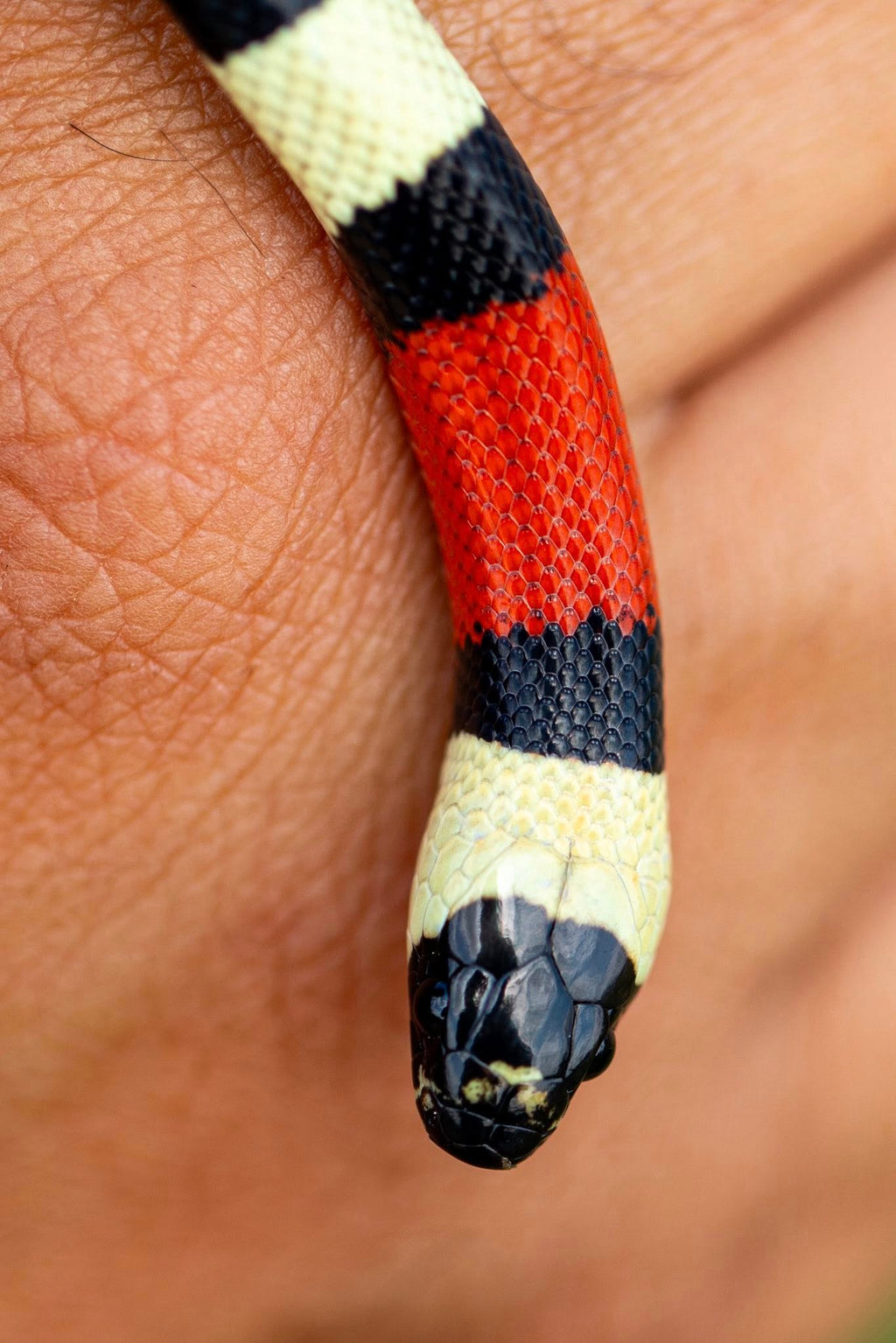 Pueblan Milk Snake