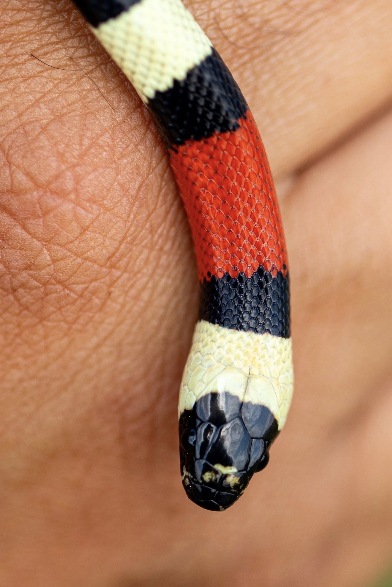 Pueblan Milk Snake