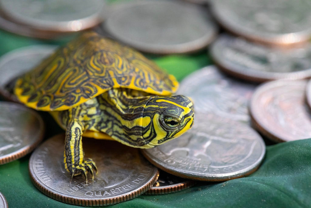 Yellow-Bellied Slider