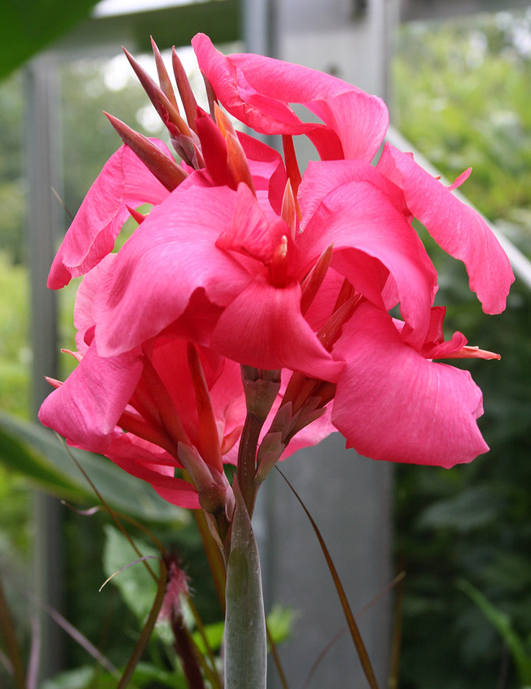 Pink Canna Lilies – Marginal Plant