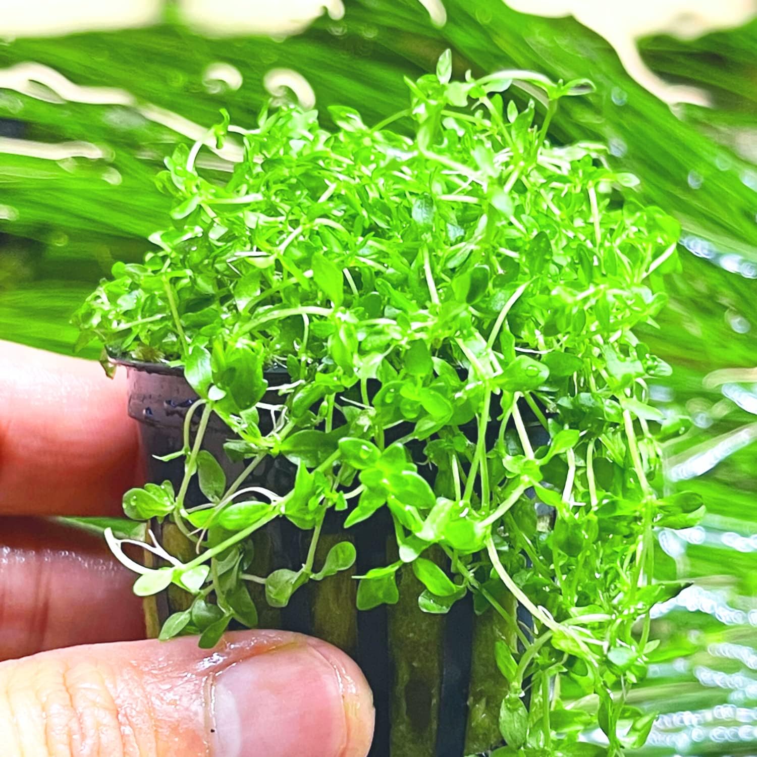 Pearlweed - 2oz Cup