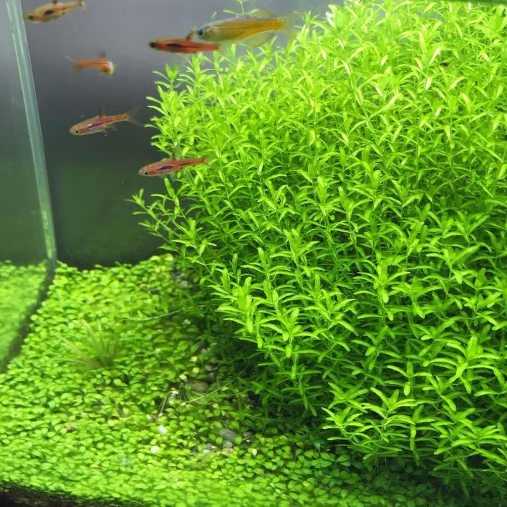 Pearlweed - 2oz Cup