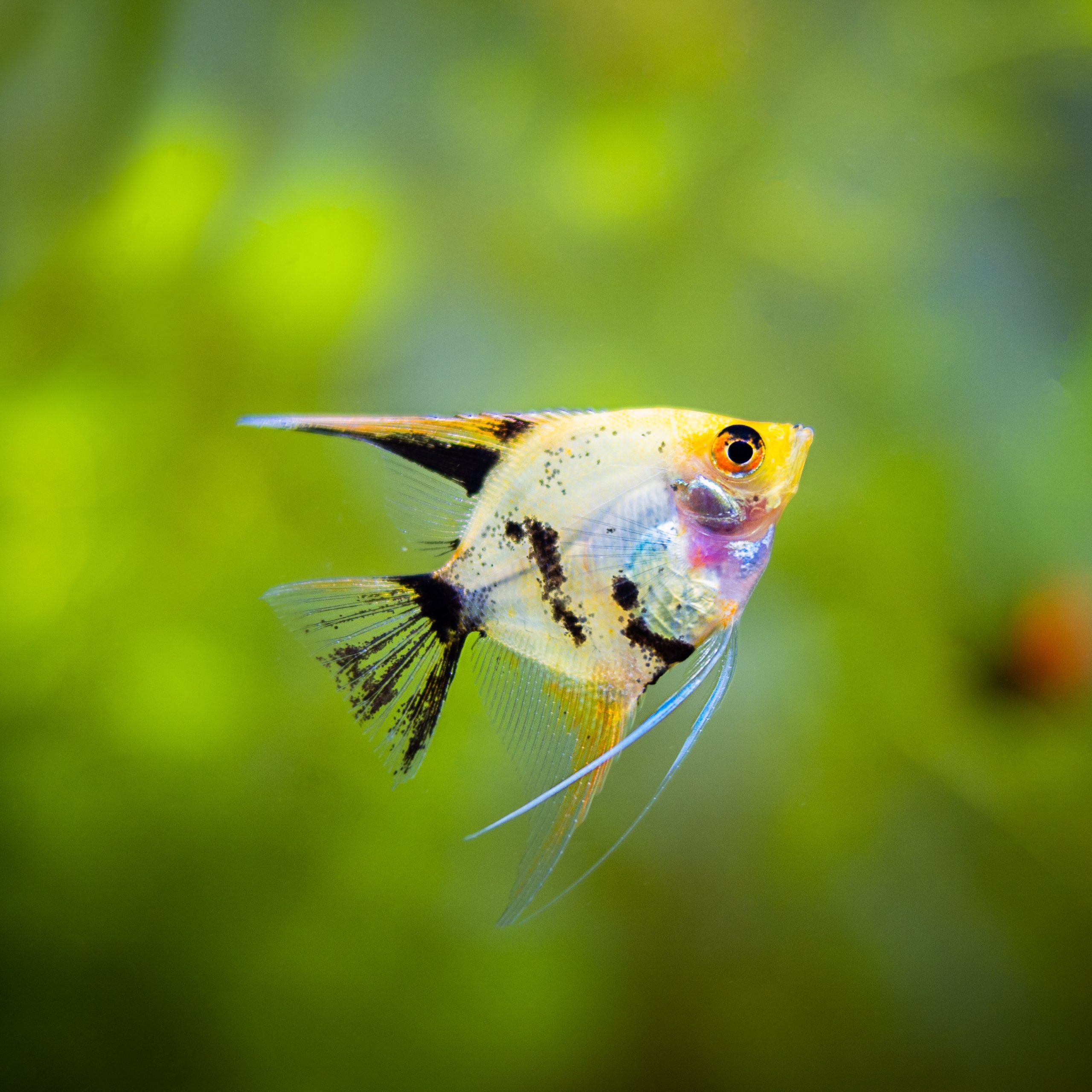 Koi Angel Fish (Juvenile) - Mix (Non-Gender Specific)